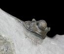 Nicely Prepared Cyphaspis Eberhardiei Trilobite - #40590-3